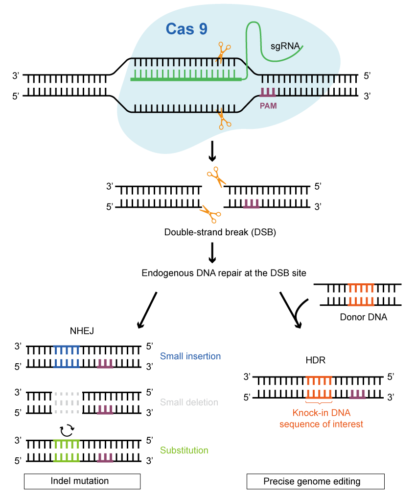 CRISPR technology