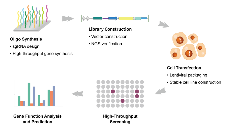 gene editing process