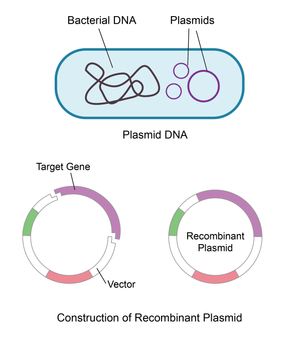 Recombinant plasmid construction