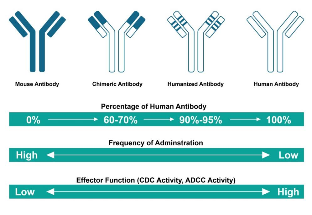 Types of monoclonal antibody