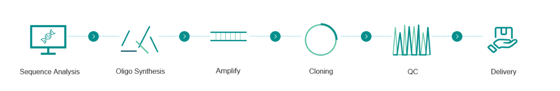 pcr subcloning workflow