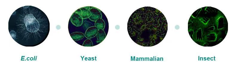 Four Protein Expression System