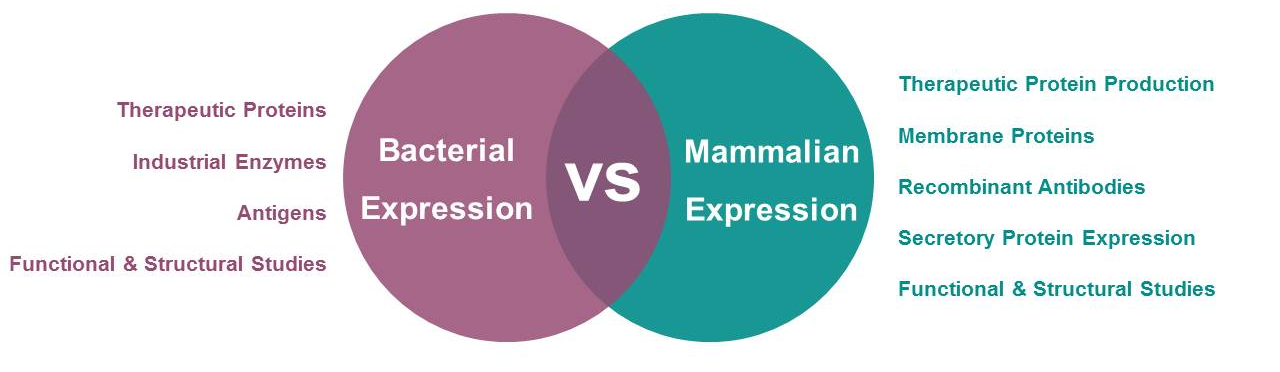 Typical Applications of Mammalian and Bacterial Protein Expression