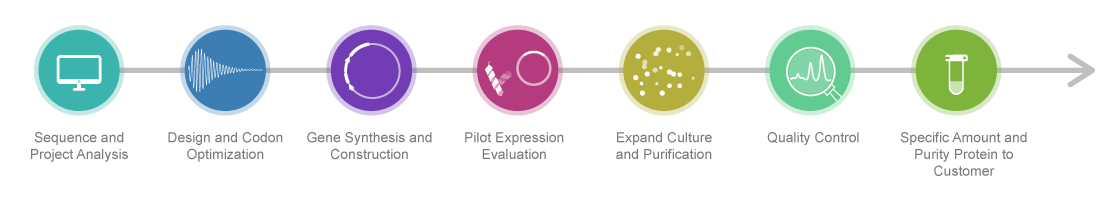 Workflow of Mammalian Expression