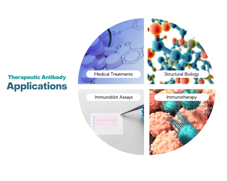 therapeutic antibody application