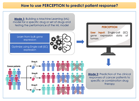 PERCEPTION uses single-cell transcriptomics of tumors to predict patient response and resistance to therapy