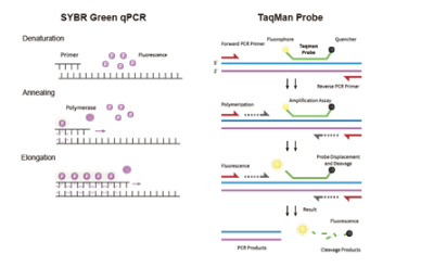 qpcr probe