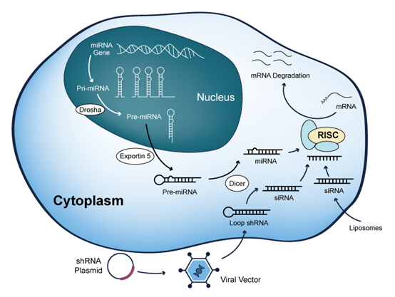 Intracellular mechanism of siRNA, shRNA and miRNA