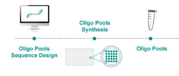 Oligo Pool Synthesis Workflow