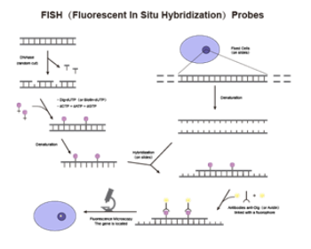 FISH probe